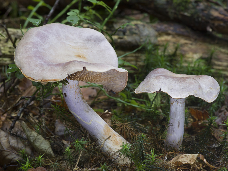 Cortinarius camphoratus